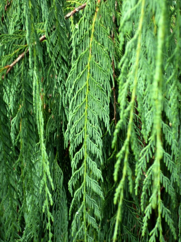 Taxodium mucronatum