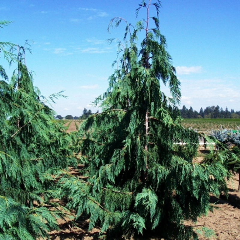 Cupressus nootkatensis