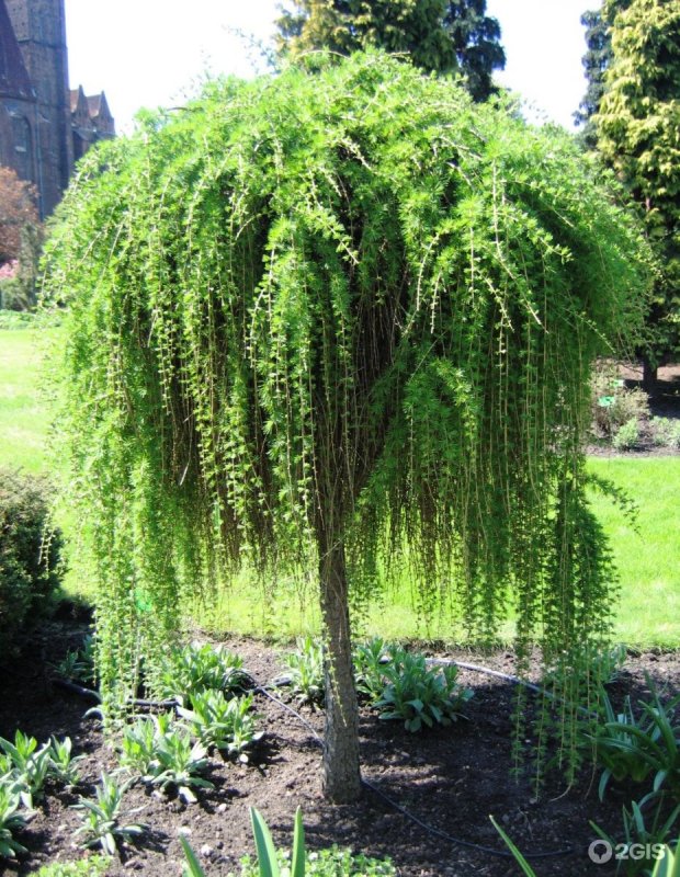 Кипарисовик nootkatensis Chamaecyparis lawsoniana