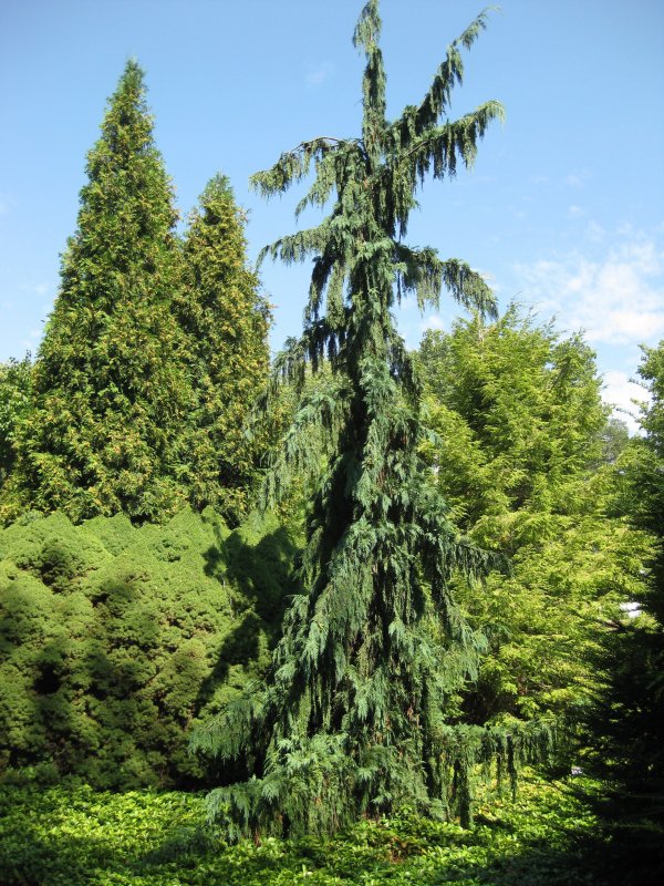 Cupressus cashmeriana