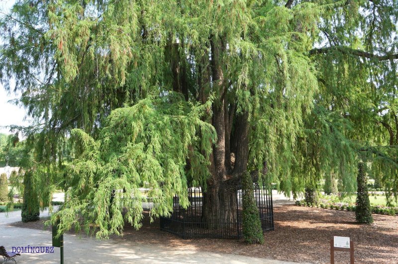 Кипарис вечнозеленый (Cupressus sempervirens)