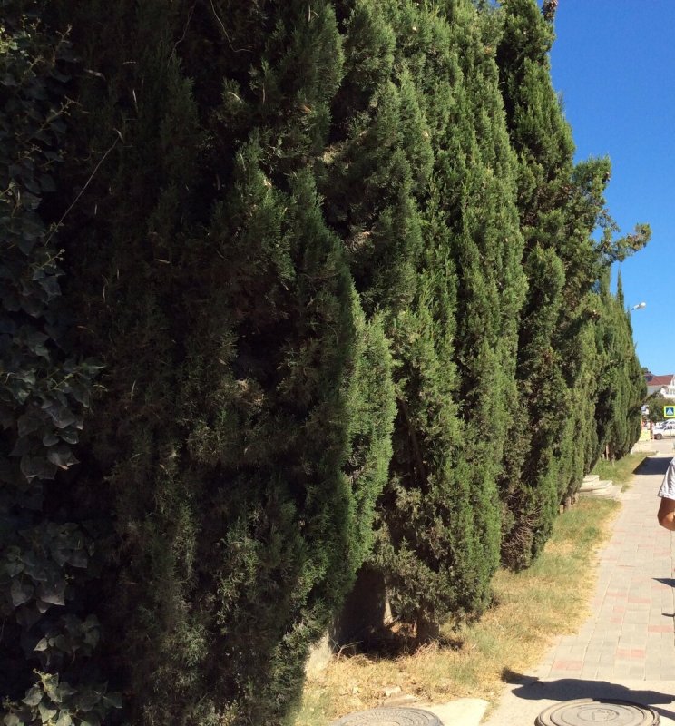 Cupressus Funebris