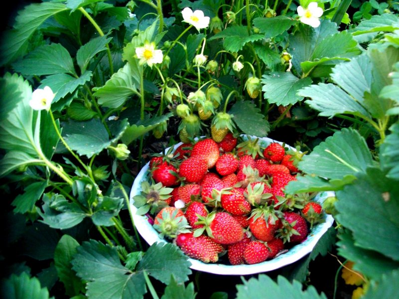 Земля для клубники