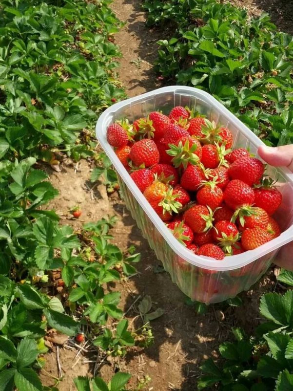 Сорта дачной клубники