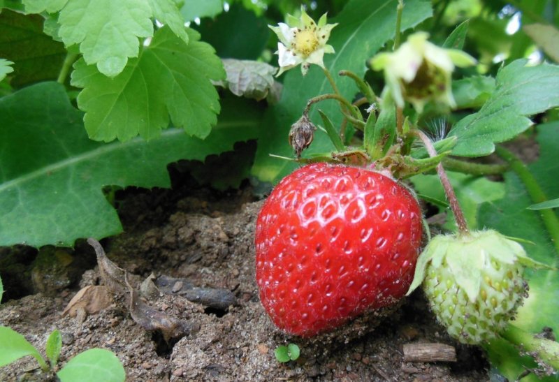 Земляника Fragaria Toscana Rose