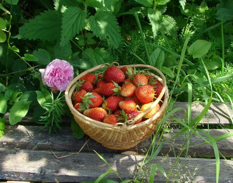 Клубника дачная (76 фото)