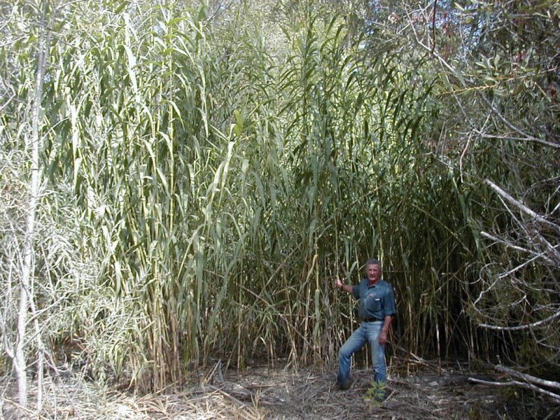 Arundo Donax variegata