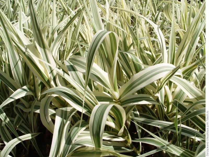 Арундо донакс ( Arundo Donax)