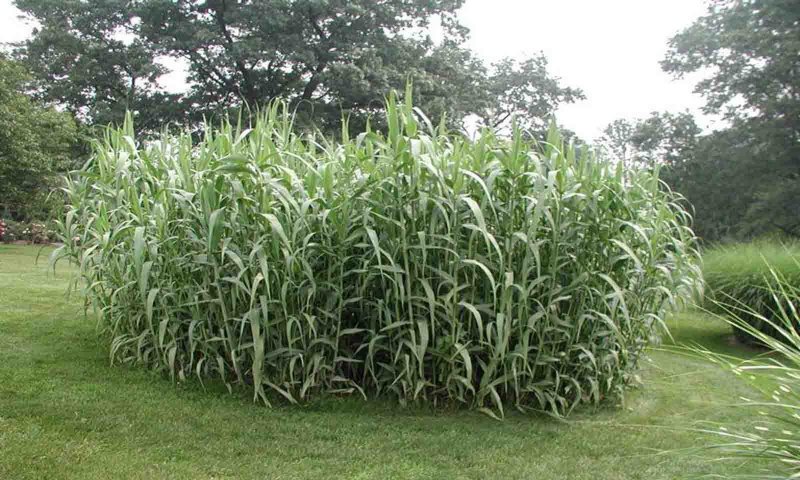 Arundo Donax