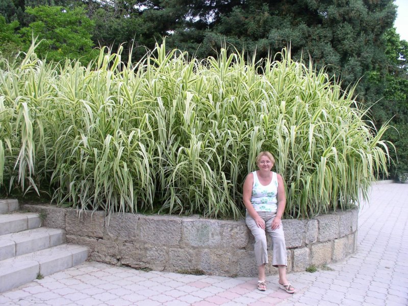 Arundo Donax