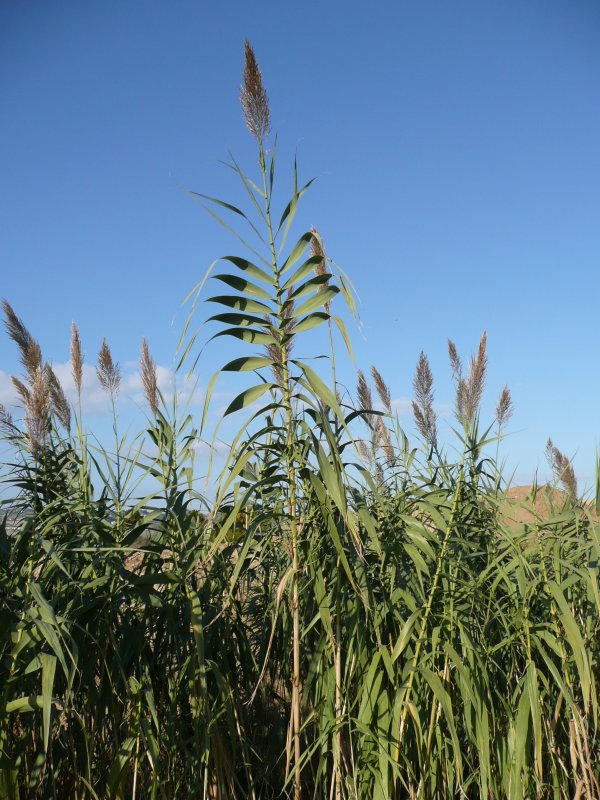 Молиния голубая variegata