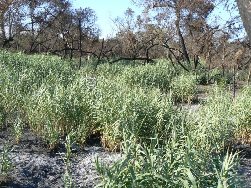 Arundo Donax