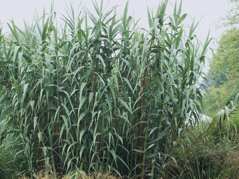 Arundo Donax versicolor