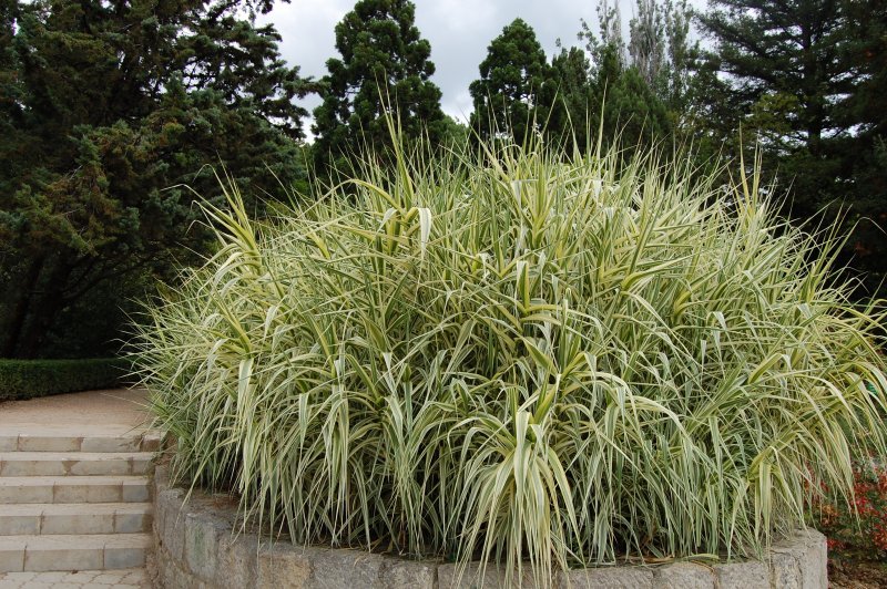 Arundo Donax 'Aureovariegata'-арундо тростниковидный