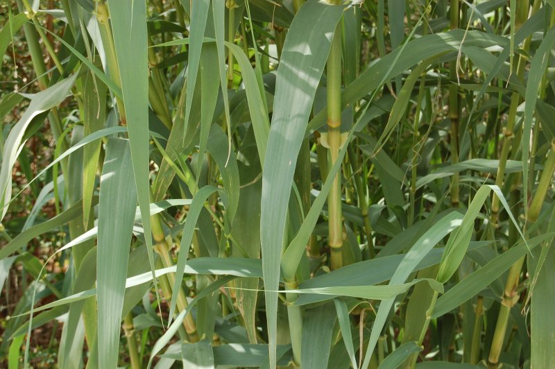 Arundo Donax Dry