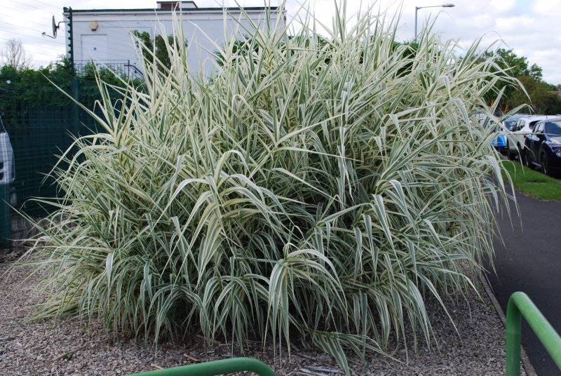 Arundo Donax