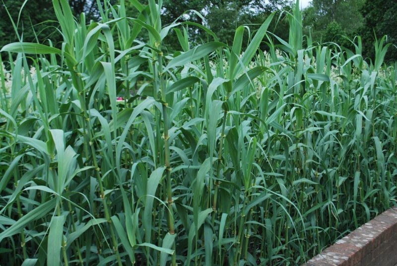 Arundo Donax l