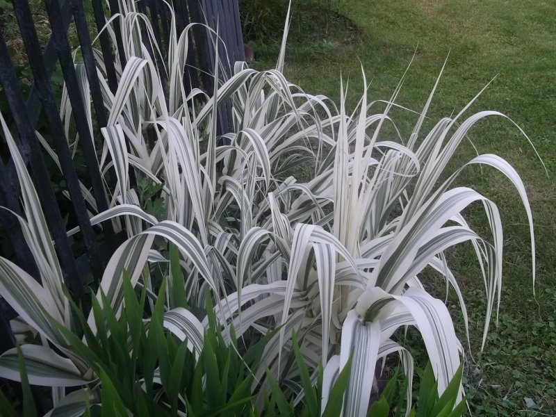 Arundo Donax