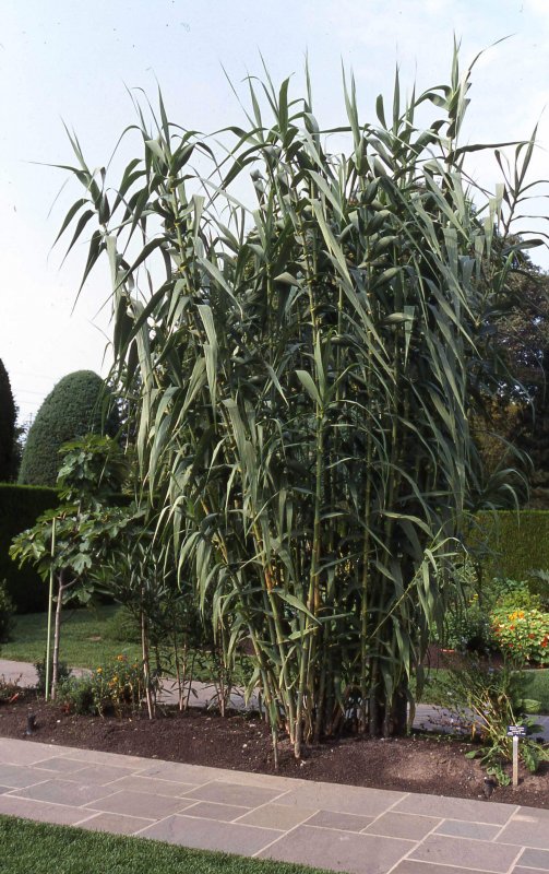 Тростник Arundo Donax ‘versicolor Pfahlrohr