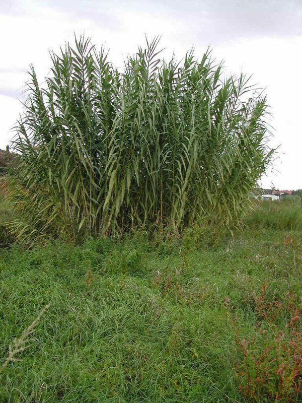 Арундо донакс ( Arundo Donax)