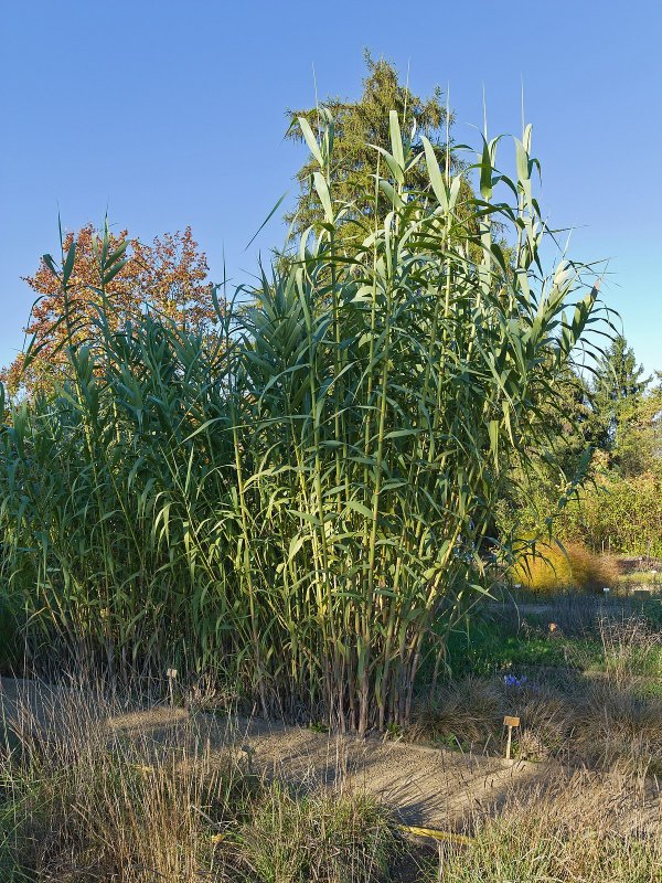 Arundo Donax variegata