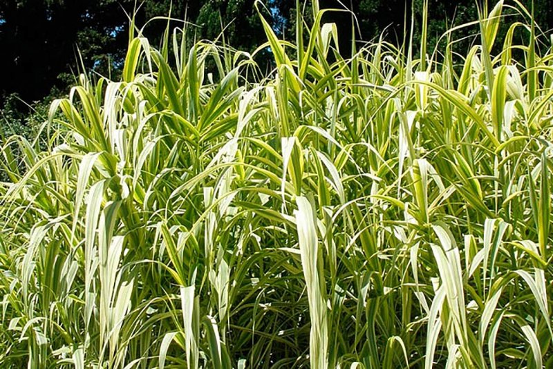 Arundo Donax