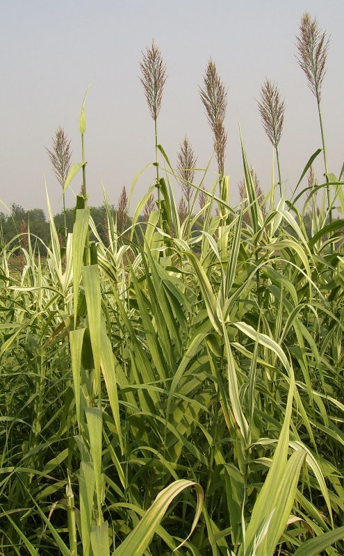 Arundo Donax