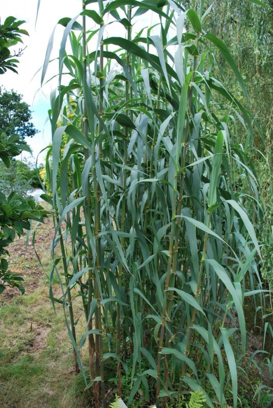 Arundo Donax