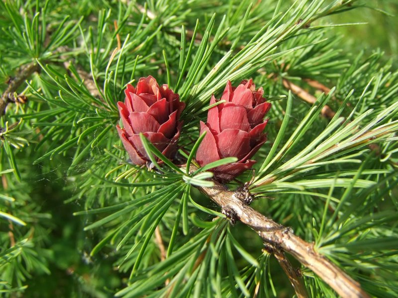 Лиственница Даурская (Каяндера).