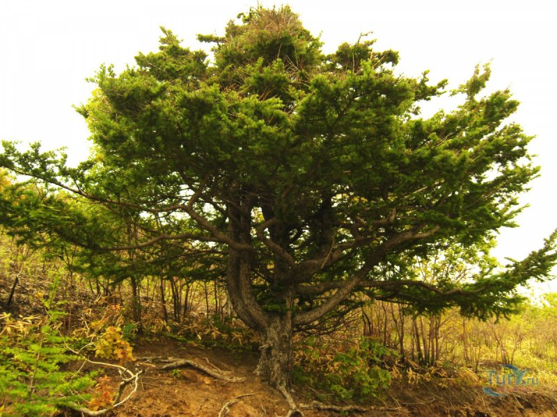 Larix cajanderi
