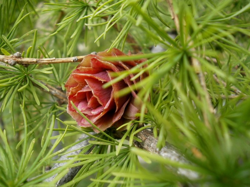 Лиственница Даурская (Каяндера).