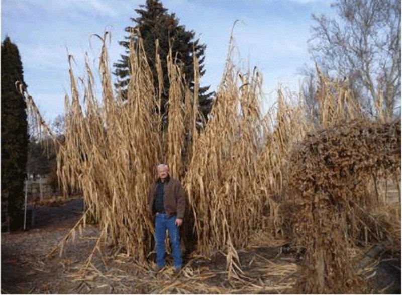 Arundo Donax variegata