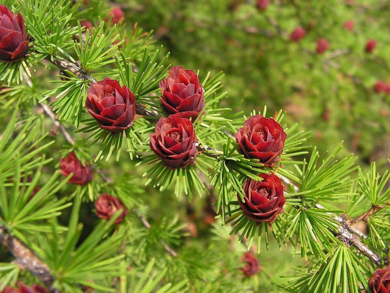 Лиственница Даурская шишки