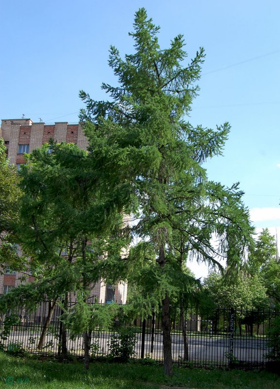 Лиственница Ольгинская