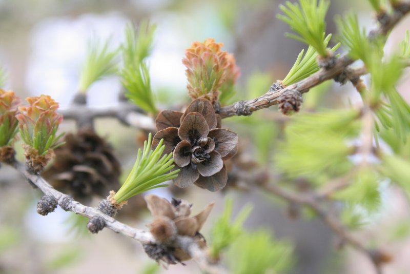 Лиственница Даурская (Larix dahurica)