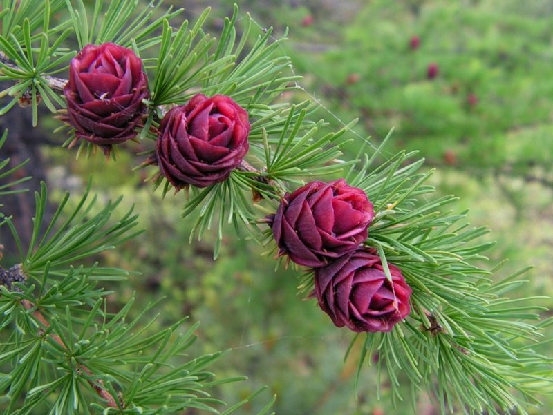 Larix cajanderi рисунок