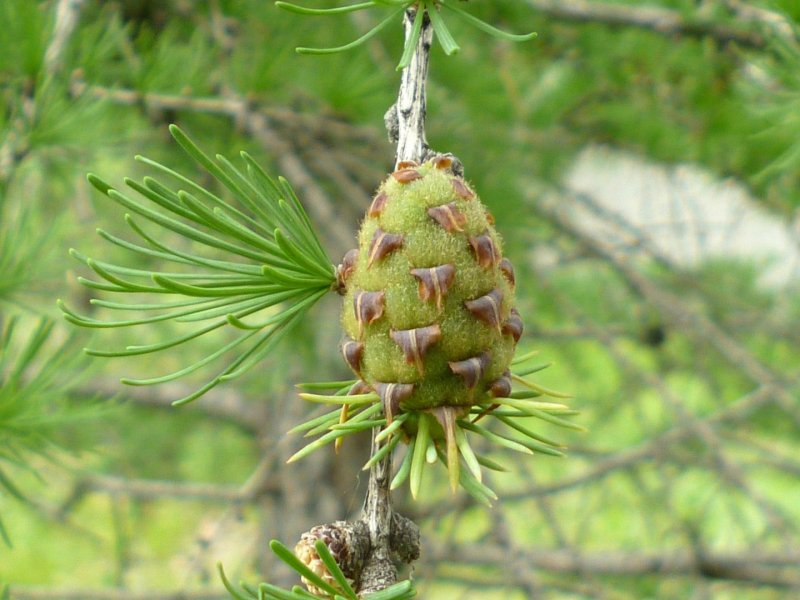 Лиственница Гмелина Larix gmelinii