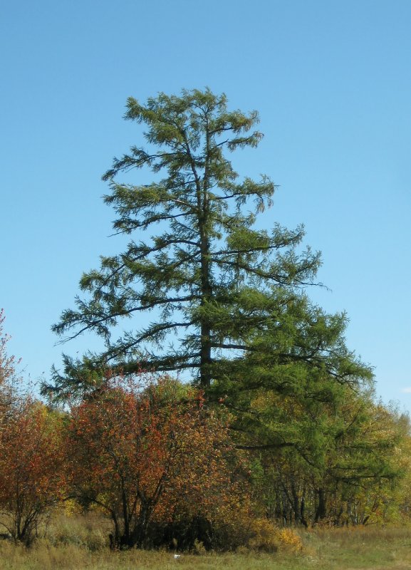 Лиственница Даурская Larix gmelinii