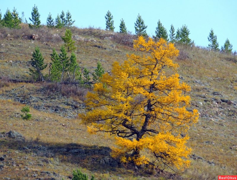 Лиственница Маршлинса