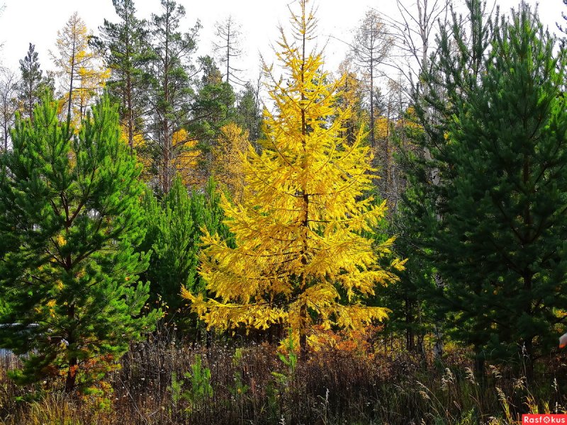 Лиственница американская Larix laricina