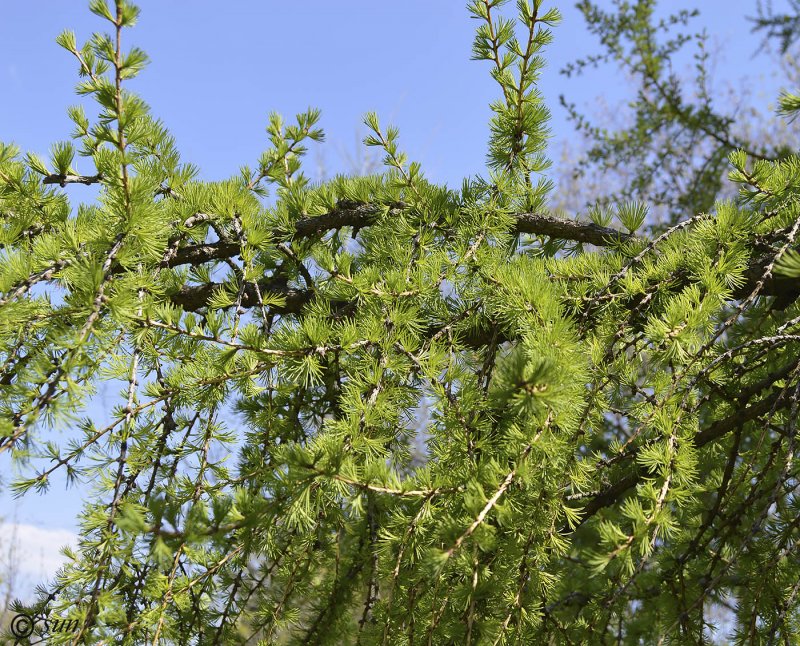 Larix cajanderi