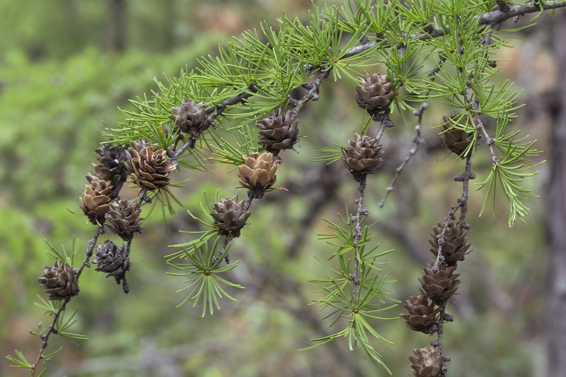 Лиственница Даурская Larix gmelinii