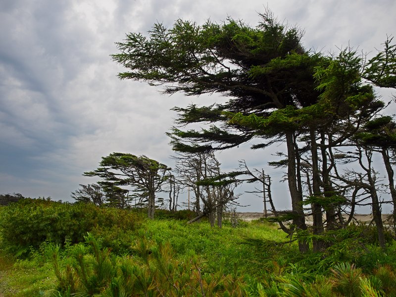 Лиственница Даурская (Larix dahurica)