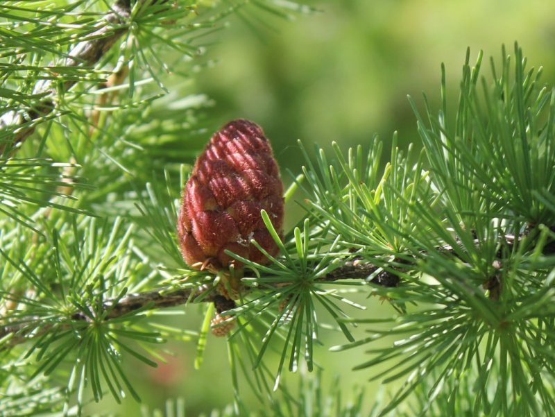 Лиственница Даурская (Larix dahurica)