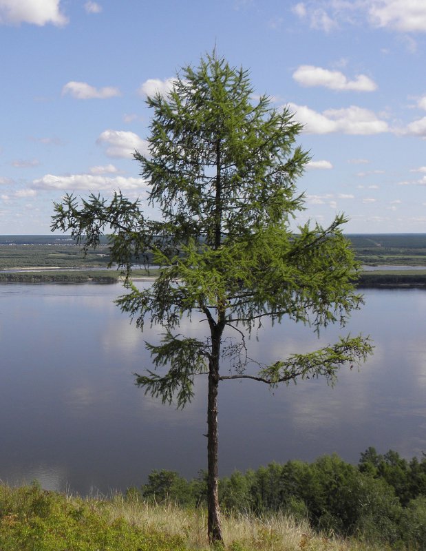 Лиственница Даурская (Larix dahurica)