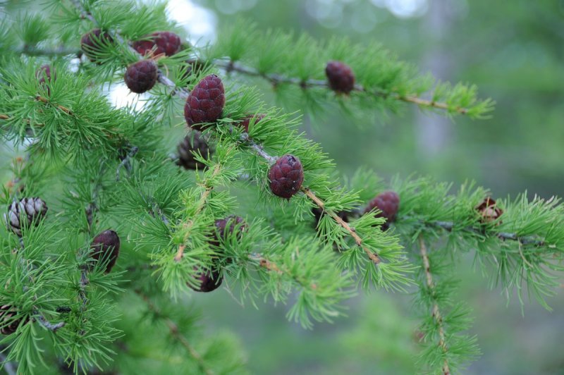 Лиственница Сибирская Larix sibirica