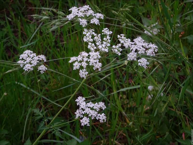 Hemlock Poison