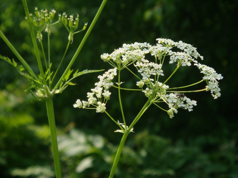 Купырь Лесной Anthriscus Sylvestris