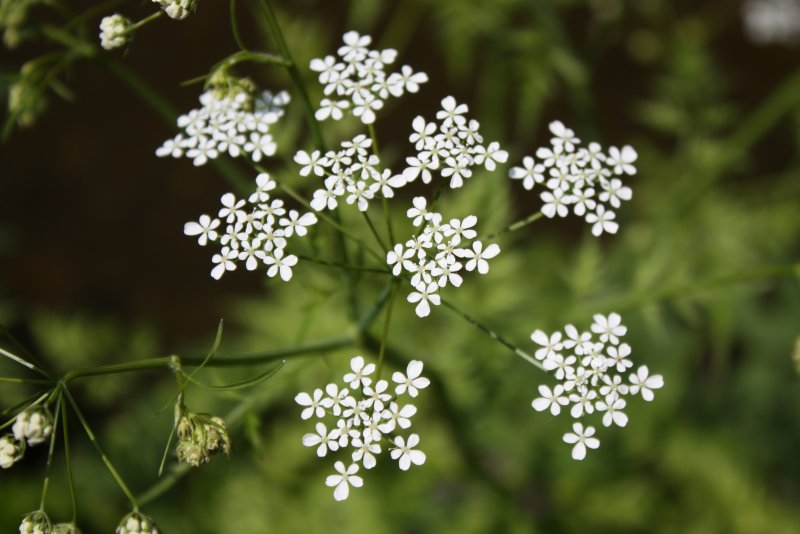 Купырь Лесной Anthriscus Sylvestris