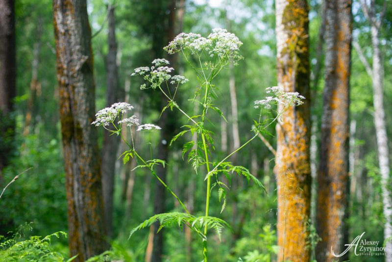 Кервель Myrrhis odorata